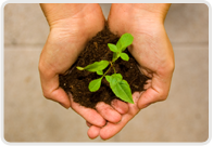 Growing plants - an example of what Techbook digital textbook teaches students