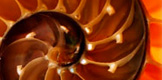 Nautilus shell and common core support