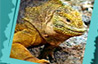 Galapagos