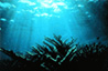 Planet Ocean
