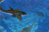 Ancient Sharks